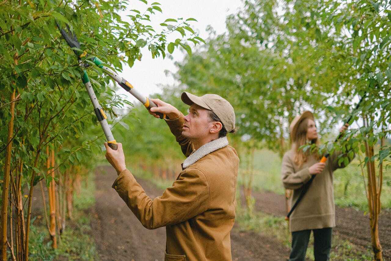 Trusted Mona, UT Tree Service Experts